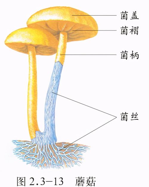 初中生物圈中的微生物思维导图(生物圈中的微生物知识梳理)