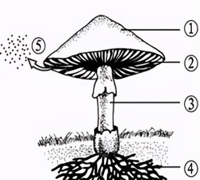 初中生物圈中的微生物思维导图(生物圈中的微生物知识梳理)