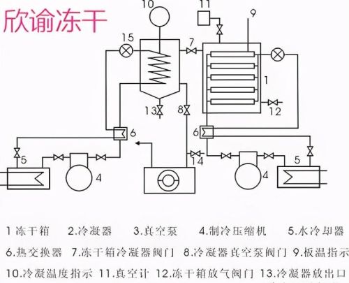 真空冷冻干燥机原理图及结构图(真空冷冻干燥机工作原理及组成)