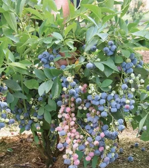 蓝莓已栽种可以使用硫磺粉吗(蓝莓用硫磺)