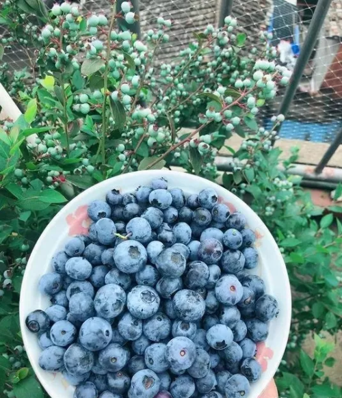 蓝莓已栽种可以使用硫磺粉吗(蓝莓用硫磺)