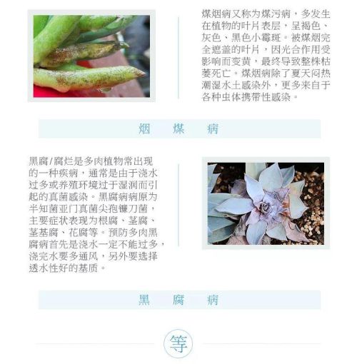 种花用药(花施肥和打药需要间隔多长时间)