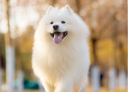 萨摩耶犬为什么没人养(萨摩耶犬好不好养,费不费钱)