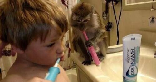 国外一 猴子从小跟人长大，已经成精了