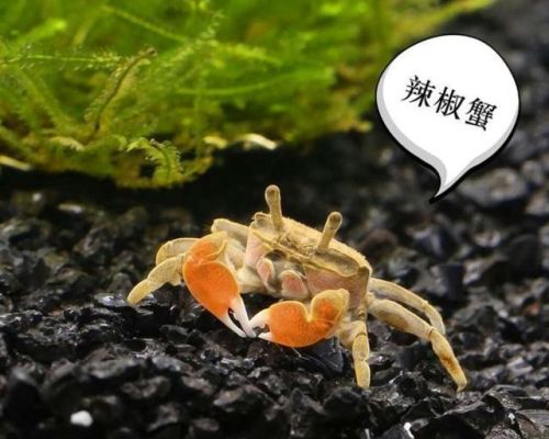 小螃蟹可以和观赏鱼一起养吗(迷你螃蟹能和鱼在一起养)