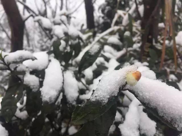 雪美得有温度（雪雪雪巴雪雪雪南雪雪雪）(25)