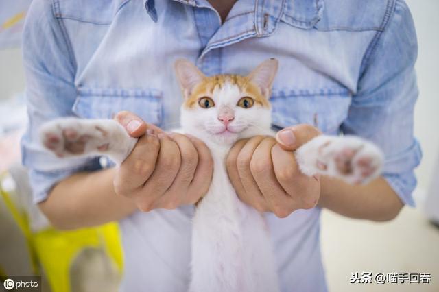 猫咪贫血的原因有哪些（猫咪贫血只是因为缺铁）(6)