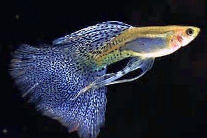 因为最容易繁殖,所以孔雀鱼的种类特别多(孔雀鱼繁殖品种)
