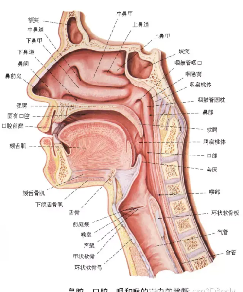 人体器官解剖结构(人体器官解剖图简画手绘)