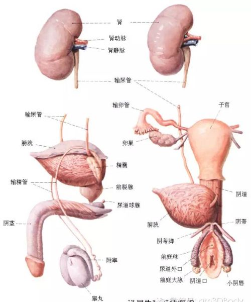 人体器官解剖结构(人体器官解剖图简画手绘)