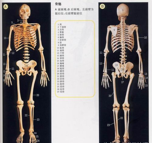 人体解剖图简单 骨骼(人体解剖图谱骨骼)