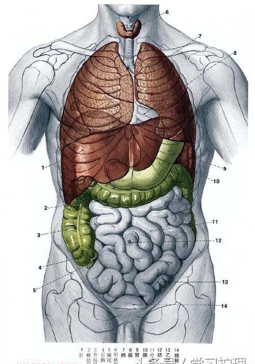 人体解剖图简单 骨骼(人体解剖图谱骨骼)