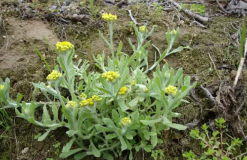 挖的野菜叫什么(挖野生草药是否违法?)