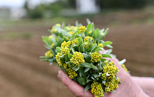 挖的野菜叫什么(挖野生草药是否违法?)