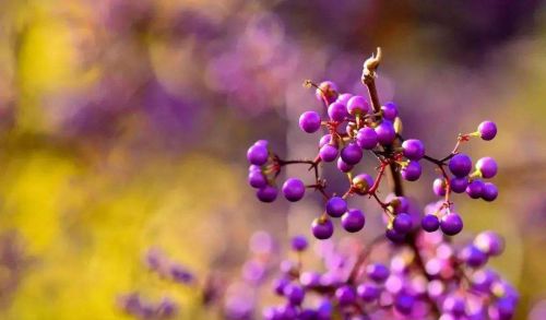 紫珠盆景制作(紫珠盆景的养殖方法和注意事项)