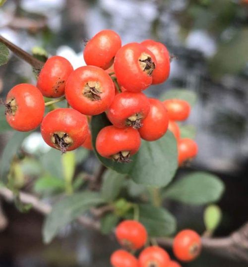 这花结满红果子,比菊花都好看,越养越上瘾的说说(结红果子的花)