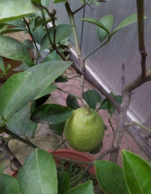 这花结满红果子,比菊花都好看,越养越上瘾的说说(结红果子的花)