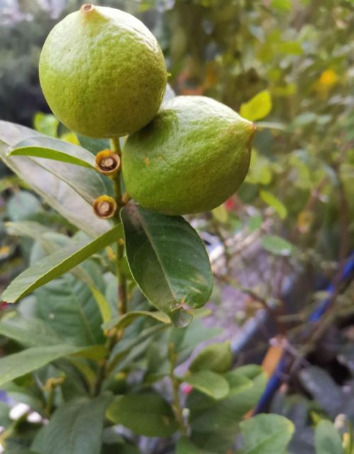 这花结满红果子,比菊花都好看,越养越上瘾的说说(结红果子的花)