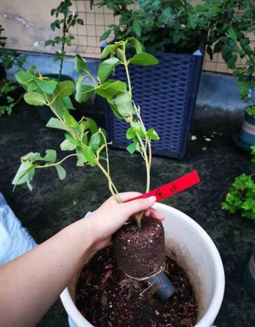 这花结满红果子,比菊花都好看,越养越上瘾的说说(结红果子的花)