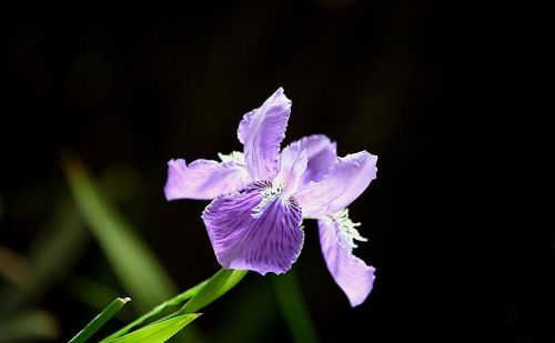 紫色鸢尾花的花语是什么?(紫色鸢尾花是什么意思)