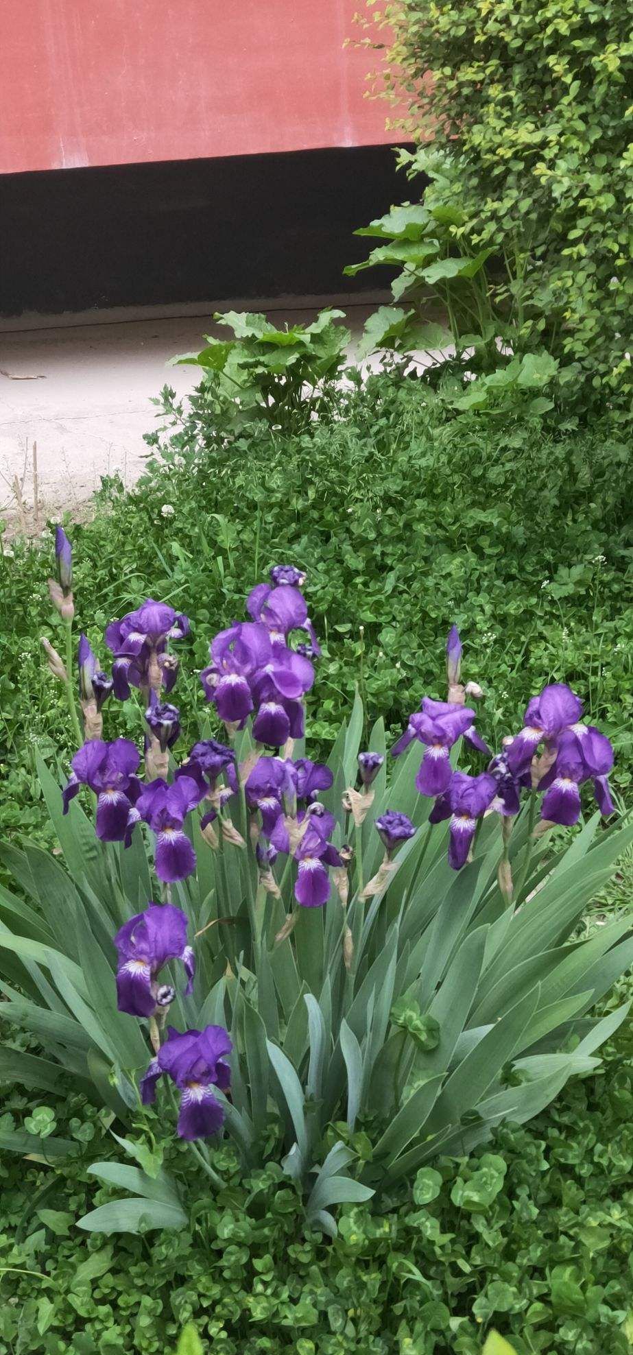 蓝紫色的小野花是什么花(野外蓝色的小花)