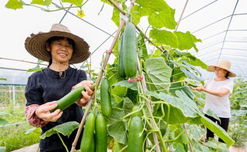 小苏打在蔬菜上的妙用(小苏打在蔬菜上的应用)