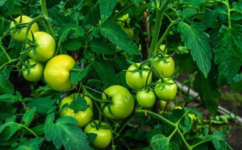 小苏打在蔬菜上的妙用(小苏打在蔬菜上的应用)