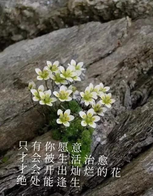 只有你愿意,才会被生活治愈英文(只有你愿意,才会被生活治愈是什么歌)