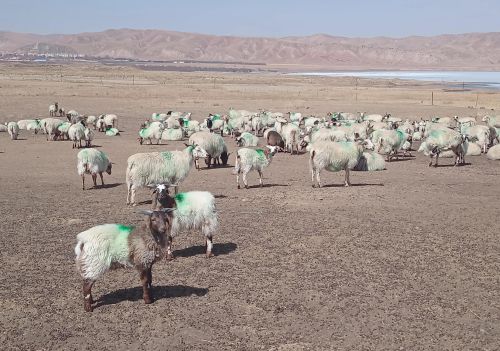 农村养羊一年能赚多少钱(养羊做到年入百万)