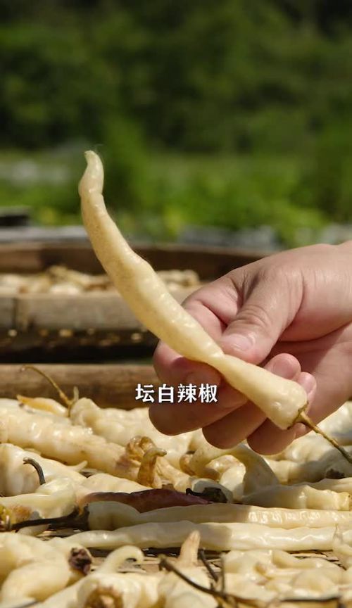 湖南白辣椒做什么好吃(湖南白辣椒怎么做菜)