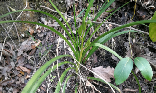 下山兰好不好(下山兰是什么意思)