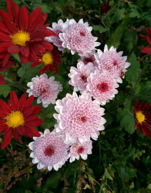 菊花脚芽栽培(菊花脚芽怎么处理)