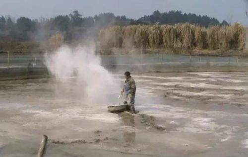 生石灰在水产养殖上的六大功效!收藏了(生石灰在水产养殖中的应用)