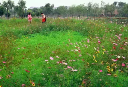 花境植物配置案例(花境植物景观设计方案)