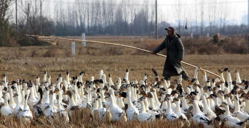 农民种地种什么赚钱(农民地里种什么作物赚钱)