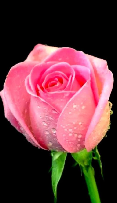 玫瑰花各种颜色代表的花语(玫瑰花各种颜色的寓意)