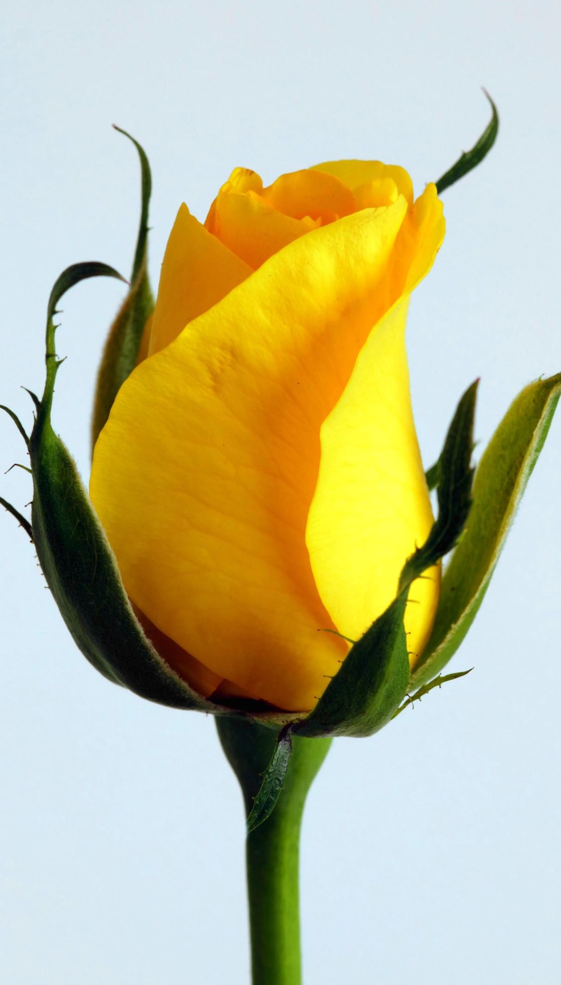 玫瑰花各种颜色代表的花语(玫瑰花各种颜色的寓意)