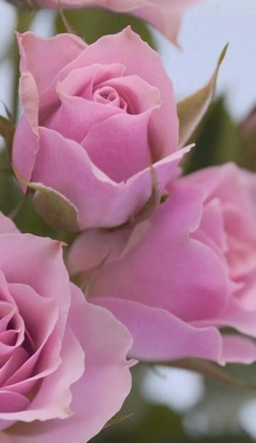 粉色玫瑰花的花语是什么来着?(粉色的玫瑰花叫什么花)