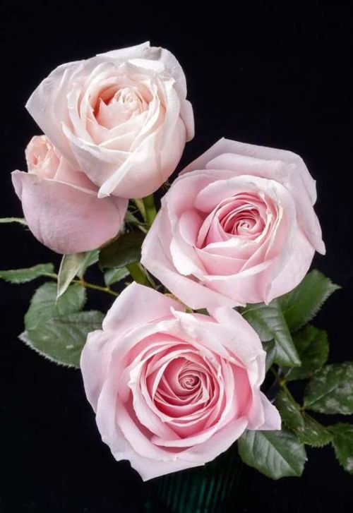 粉色玫瑰花的花语是什么来着?(粉色的玫瑰花叫什么花)