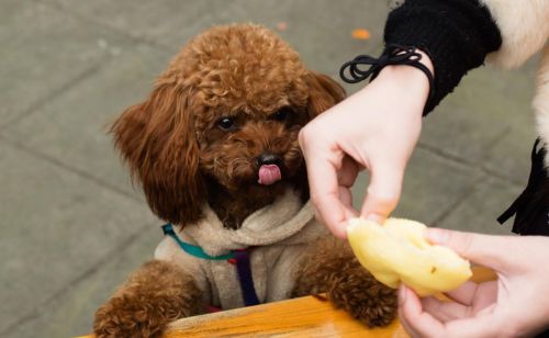 贵宾犬的颜色很多,其中被权威养犬机构认可的颜色有(贵宾犬的颜色有几种)