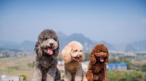 贵宾犬的颜色很多,其中被权威养犬机构认可的颜色有(贵宾犬的颜色有几种)