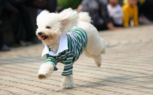 贵宾犬的颜色很多,其中被权威养犬机构认可的颜色有(贵宾犬的颜色有几种)