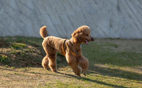 贵宾犬的颜色很多,其中被权威养犬机构认可的颜色有(贵宾犬的颜色有几种)