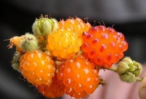 用美图告诉您这些怪异水果名称英语(用美图告诉您这些怪异水果名称是什么)