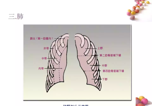 正常x片胸片(正常胸片x光片图及讲解)