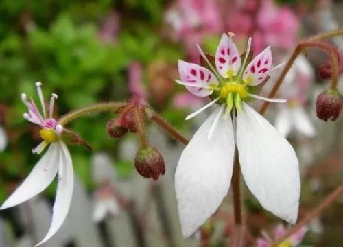 各种奇花(奇花有哪些)