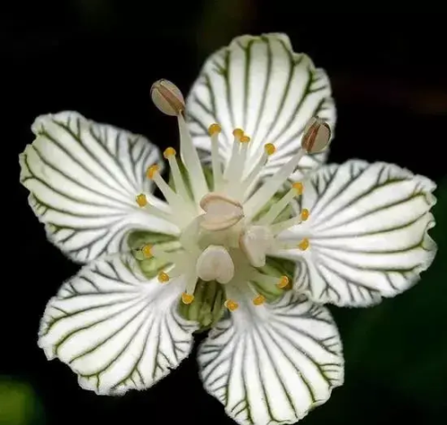 各种奇花(奇花有哪些)