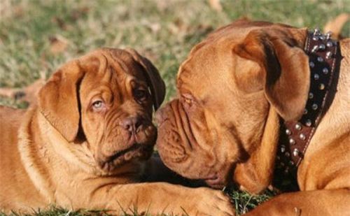 地球上10大护卫犬，杜宾犬和波尔多犬均上榜，你养了哪个？