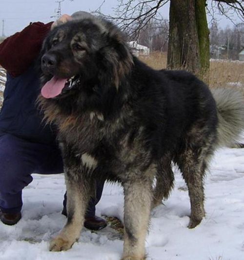 最好的家庭护卫犬排名(最适合的家庭护卫犬是什么犬)