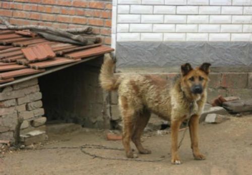 最好的家庭护卫犬排名(最适合的家庭护卫犬是什么犬)